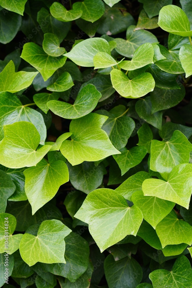 Obraz premium background texture ivy leaves or vines