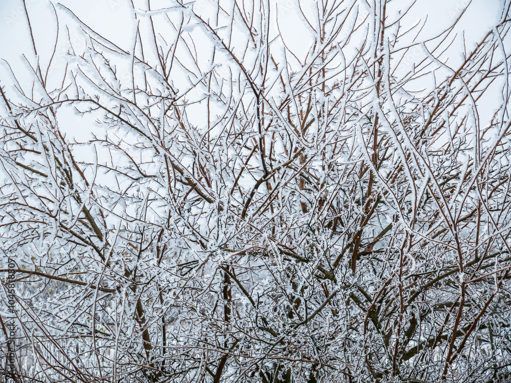 Fototapeta premium Branches in winter