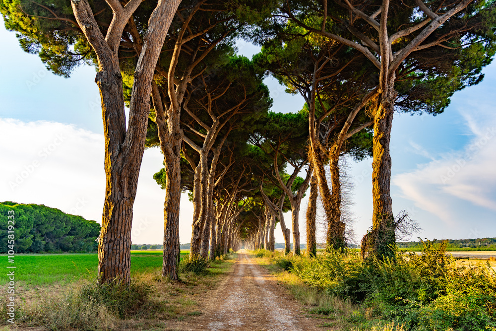 green road italy Stone pine