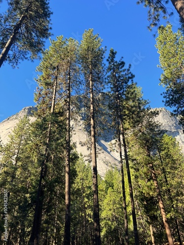 View of some trees in Yosemite Valley
