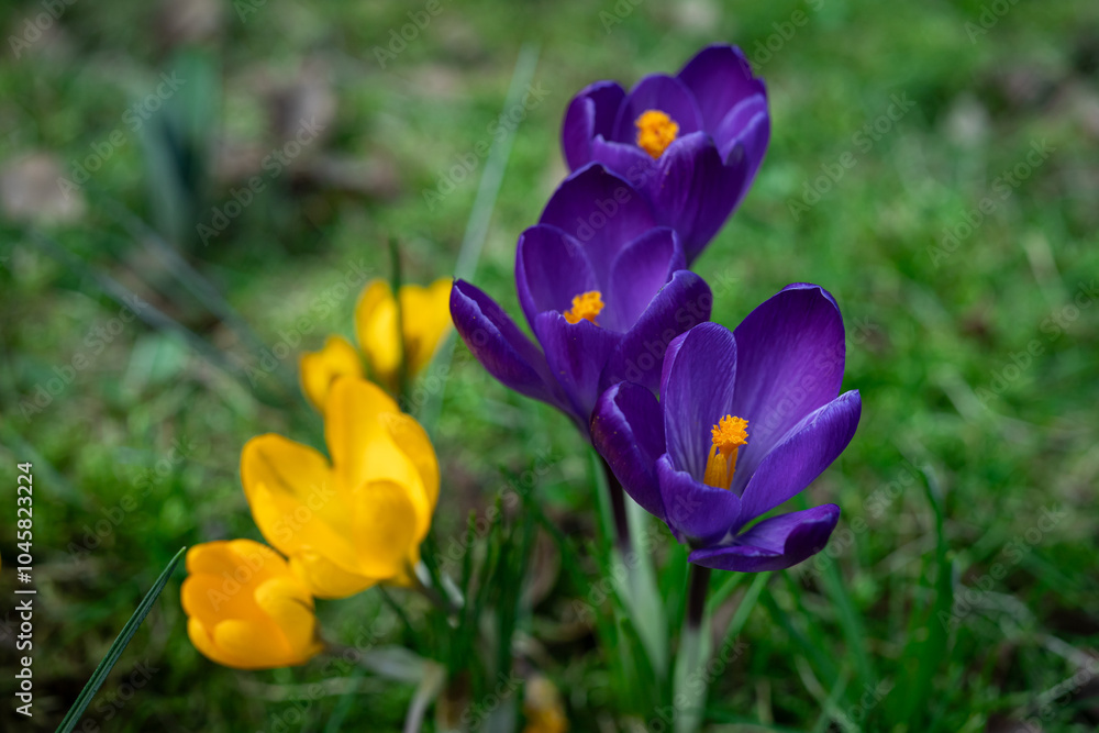 Fototapeta premium Fioletowe i żółte krokusy podświetlone słońcem