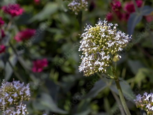 Close-up of a white blooming and flowering valerian or Valerian officinalis plant.