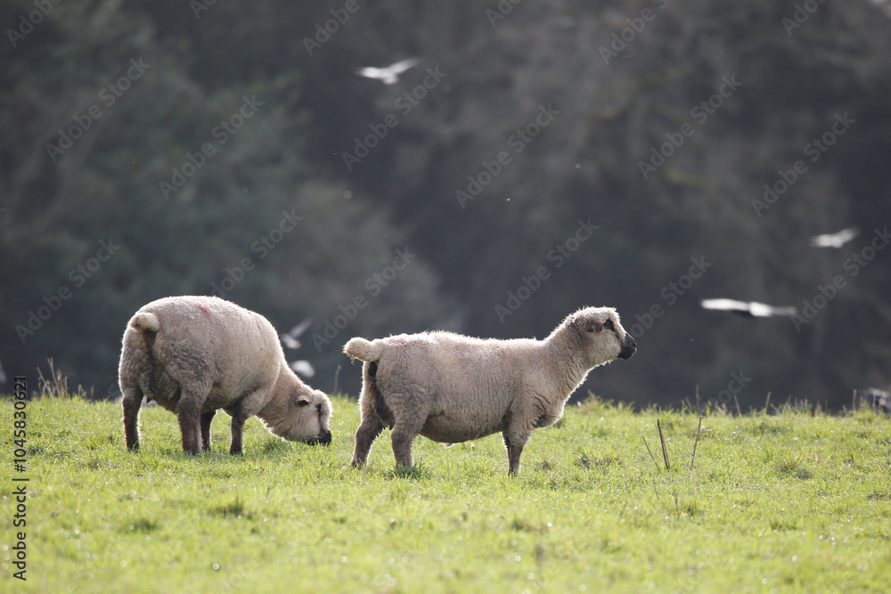 Hampshire Down ewes. Taken near Cholderton, Hampshire, England. Hampshire Down ewes. Taken near Cholderton, Hampshire, England.