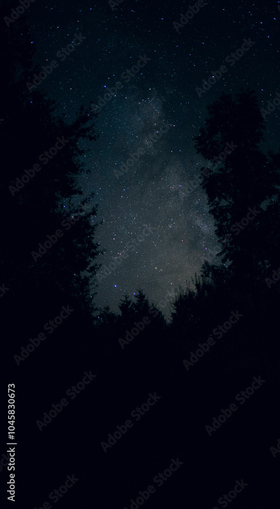Fototapeta premium Stars in forest