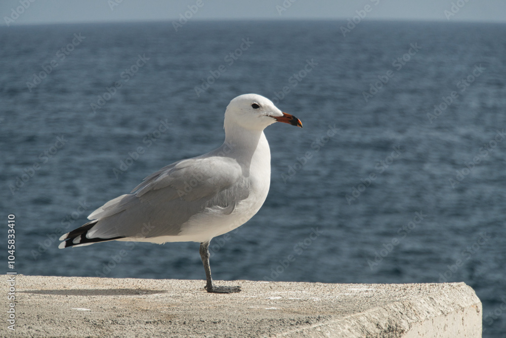 Möve, sitzend am Hafen