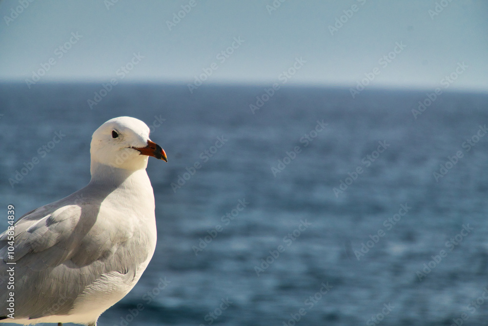 Möve am Meer Möve am Meer