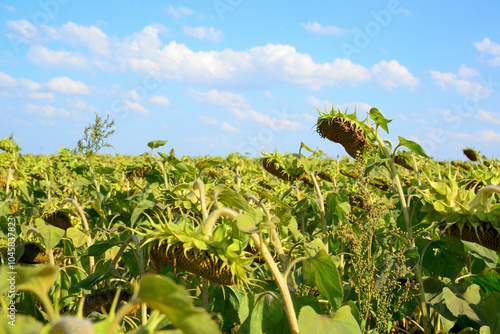 Field with ripe sunflowers. Large heads