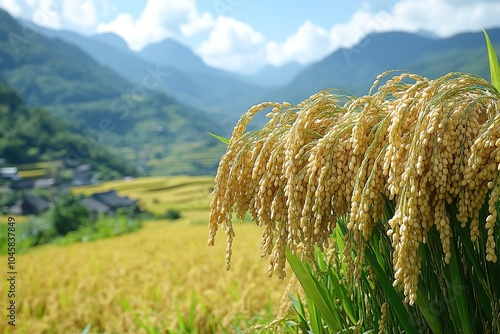 paddy harvest