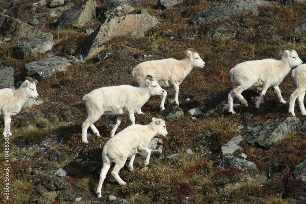 Fototapeta premium mountain goat in Alaska on the Dalton Highway