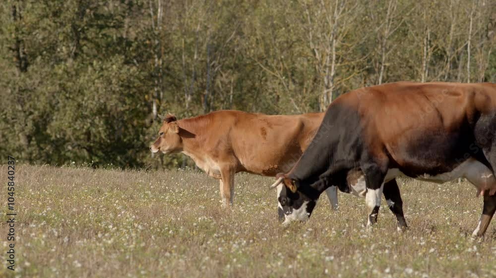 In a serene and verdant field, two cows are peacefully grazing, surrounded by lush trees and natural beauty In a serene and verdant field, two cows are peacefully grazing, surrounded by lush trees and natural beauty