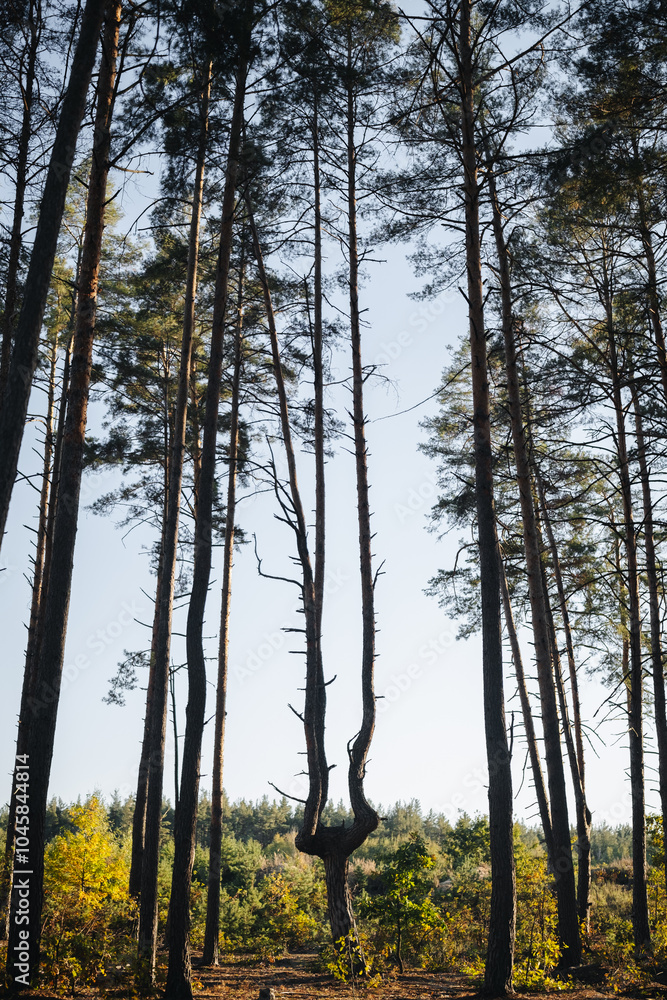 Obraz premium forest in autumn