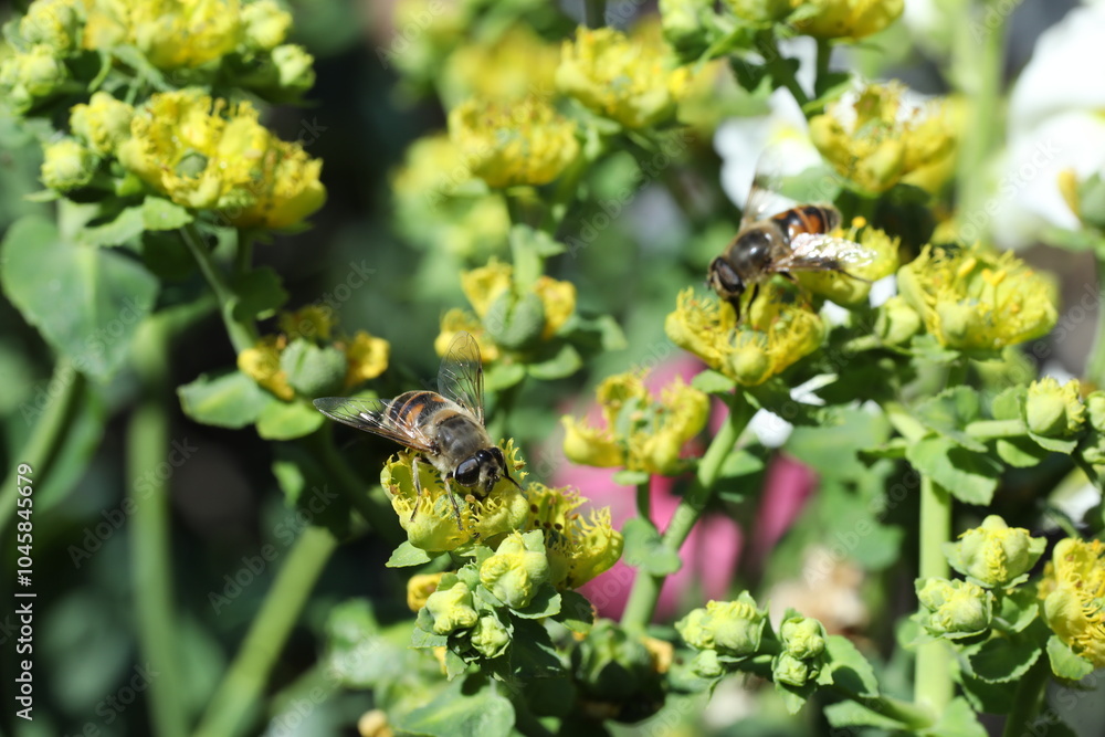 bee collects nectar from a red flower on the background of summer garden. bee collecting pollen on the bee. bee collects nectar from a red flower on the background of summer garden. bee collecting pollen on the bee.