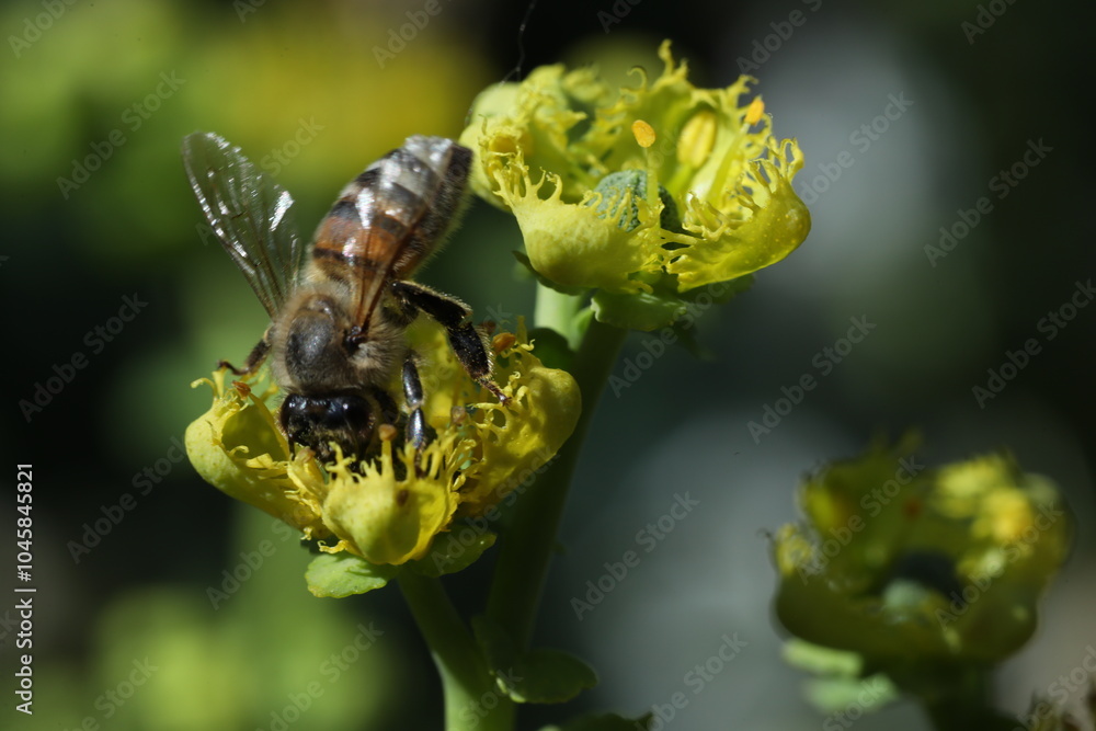 bee collects nectar from a red flower on the background of summer garden. bee collecting pollen on the bee. bee collects nectar from a red flower on the background of summer garden. bee collecting pollen on the bee.