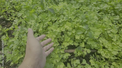 Vegetables in the cultivation plot and the production process of plants for health, Coriander planting plot