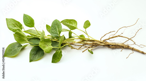 Krachai, a type of finger root used in Thai herbal medicine, is shown with its leaves against a white background. photo