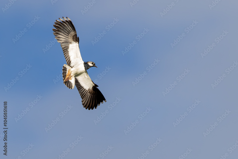 Fototapeta premium Kiebitz im Flug