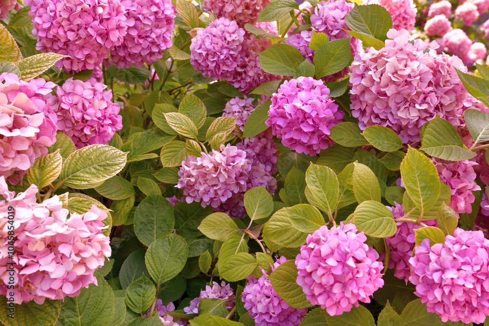 Bush of pink abundantly blooming hydrangea in garden Bush of pink abundantly blooming hydrangea in garden