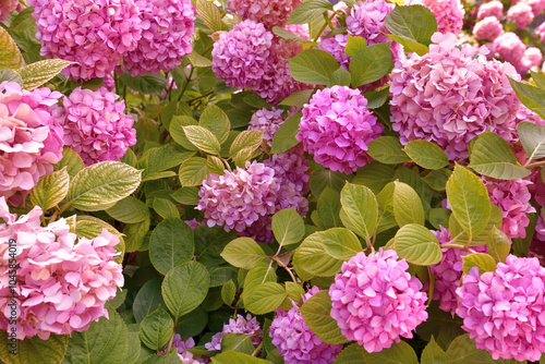 Bush of pink abundantly blooming hydrangea in garden