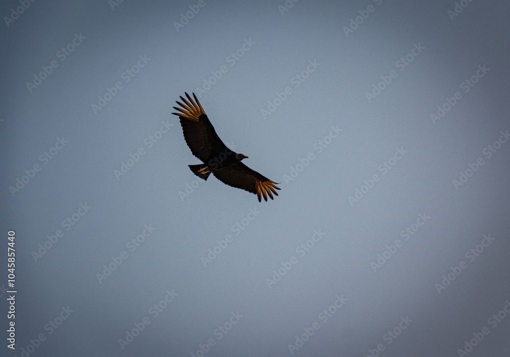 ave preta com ponta das asas branca voando no céu ave preta com ponta das asas branca voando no céu