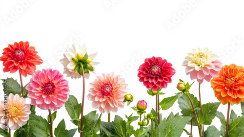 A beautiful bunch of dahlia flowers with leaves, arranged creatively against a white background. There's plenty of space around them for text or designs.