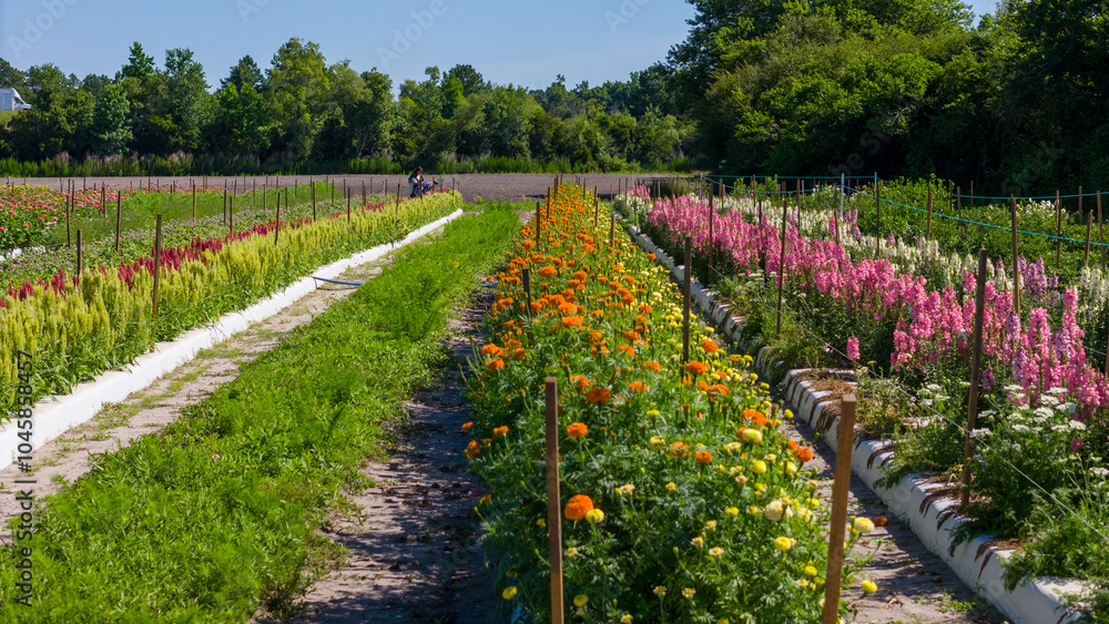Photo of the rows of flowers at a farm. Taken early morning for the best light. Location is Wilmington.NC Photo of the rows of flowers at a farm. Taken early morning for the best light. Location is Wilmington.NC