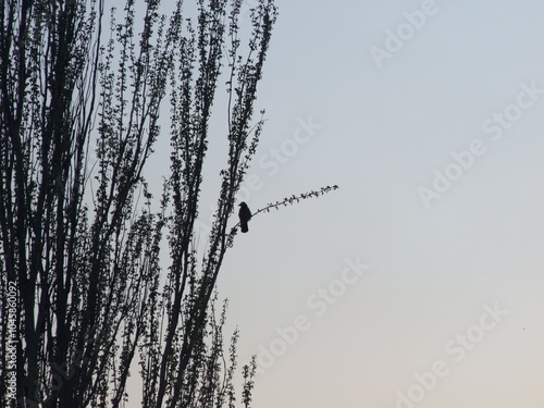 silhouette of a bird