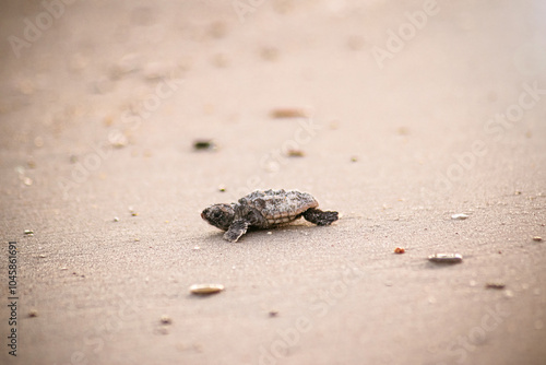 Baby sea turtle walking to the water
