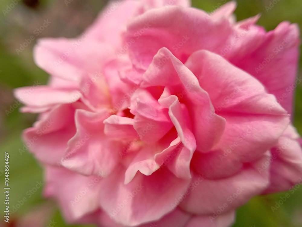 Blush Petals: The Elegance of Pink Roses. Pink Rose Dreams: A Blooming Romance Blush Petals: The Elegance of Pink Roses. Pink Rose Dreams: A Blooming Romance
