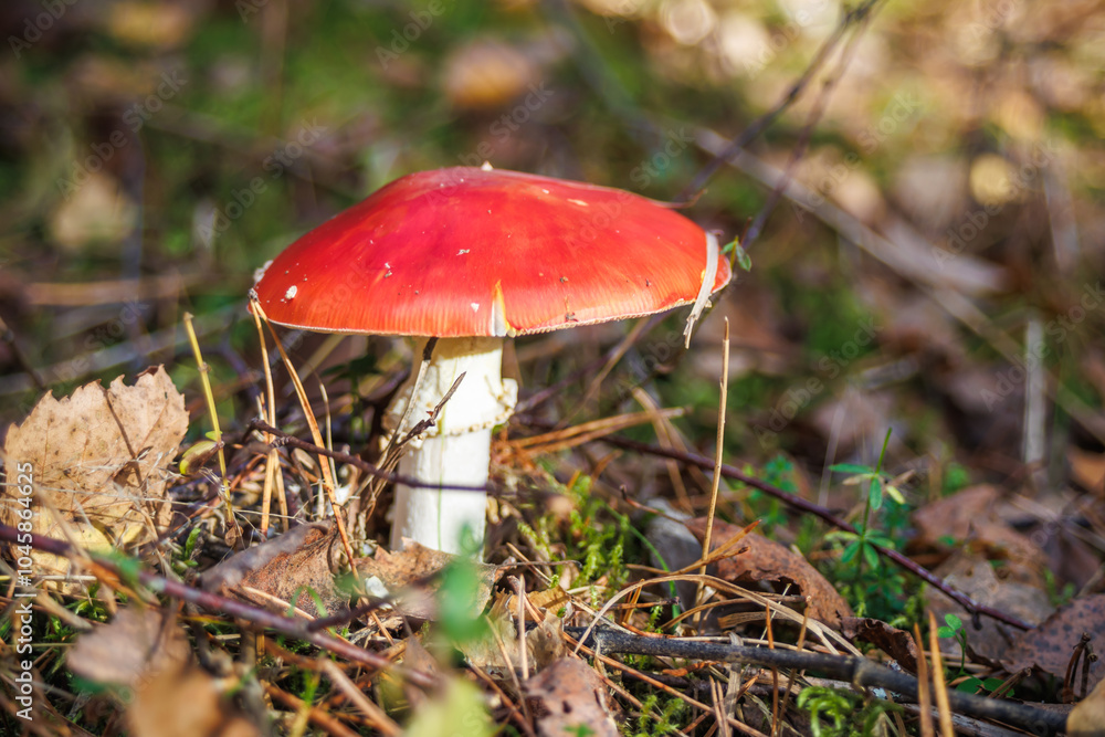 Amanita muscari. Toxic and hallucinogen beautiful red-headed mushroom Fly Agaric in grass on autumn forest background. source of the psycho-active drug Muscarine Amanita muscari. Toxic and hallucinogen beautiful red-headed mushroom Fly Agaric in grass on autumn forest background. source of the psycho-active drug Muscarine