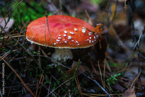 Amanita muscari. Toxic and hallucinogen beautiful red-headed mushroom Fly Agaric in grass on autumn forest background. source of the psycho-active drug Muscarine photo