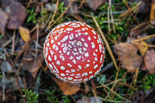 Amanita muscari. Toxic and hallucinogen beautiful red-headed mushroom Fly Agaric in grass on autumn forest background. source of the psycho-active drug Muscarine