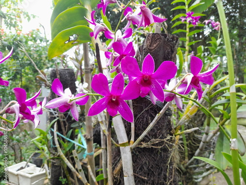 Purple orchid in the garden. The orchid flower is called Dendrobium Bantimurung. photo