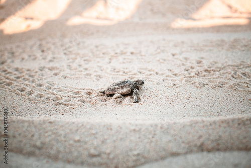 Baby sea turtle walking to the water