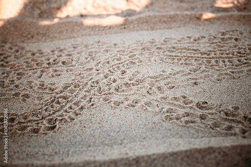 Baby Sea Turtle Tracks to the Ocean