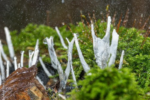 Geweihförmige Holzkeule (Xylaria hypoxylon) auf Moos  im Regen photo