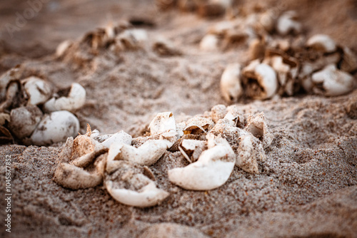 Hatched eggs from Sea Turtle nest