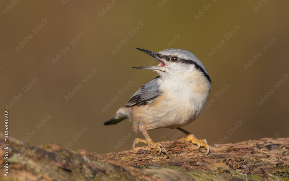 Naklejka premium Eurasian nuthatch - in autumn at a wet forest