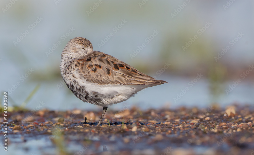 Dunlin - adult bird at a wetland on the spring migration Dunlin - adult bird at a wetland on the spring migration