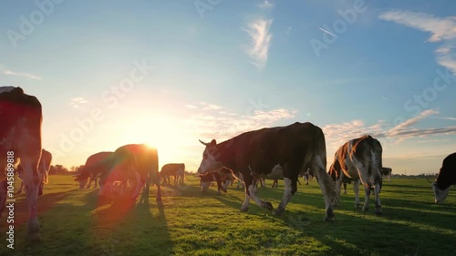 Cows grazing on pasture at sunset, landscape rural scene beautiful sunny day, low angle