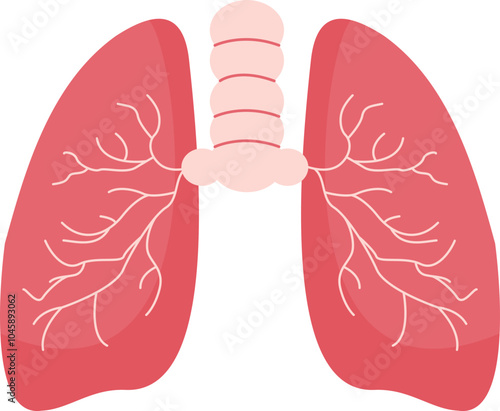 Human Lung Anatomy Structure