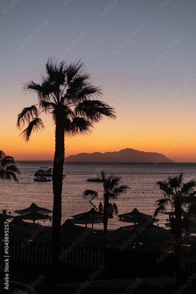 Obraz premium Palm tree at sunset or sunrise