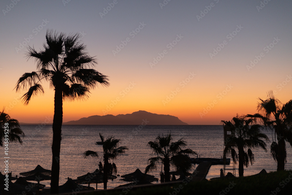 Obraz premium Palm tree at sunset or sunrise