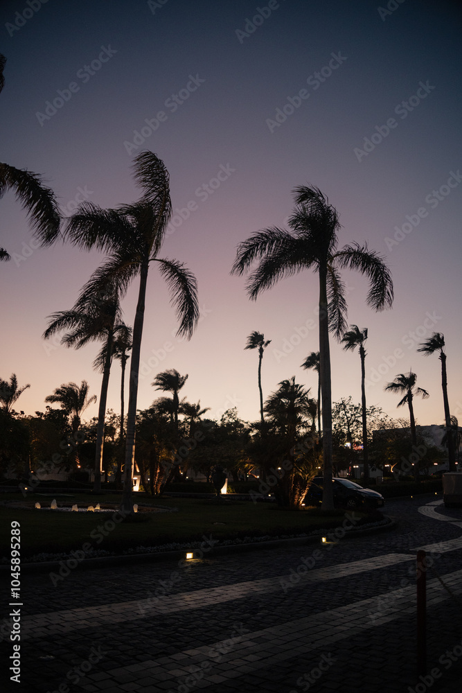 Obraz premium Palm tree at sunset or sunrise