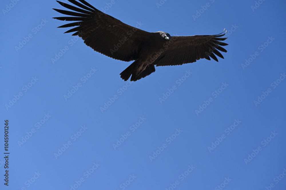 Obraz premium Flying Condor at Colca Canyon Peru