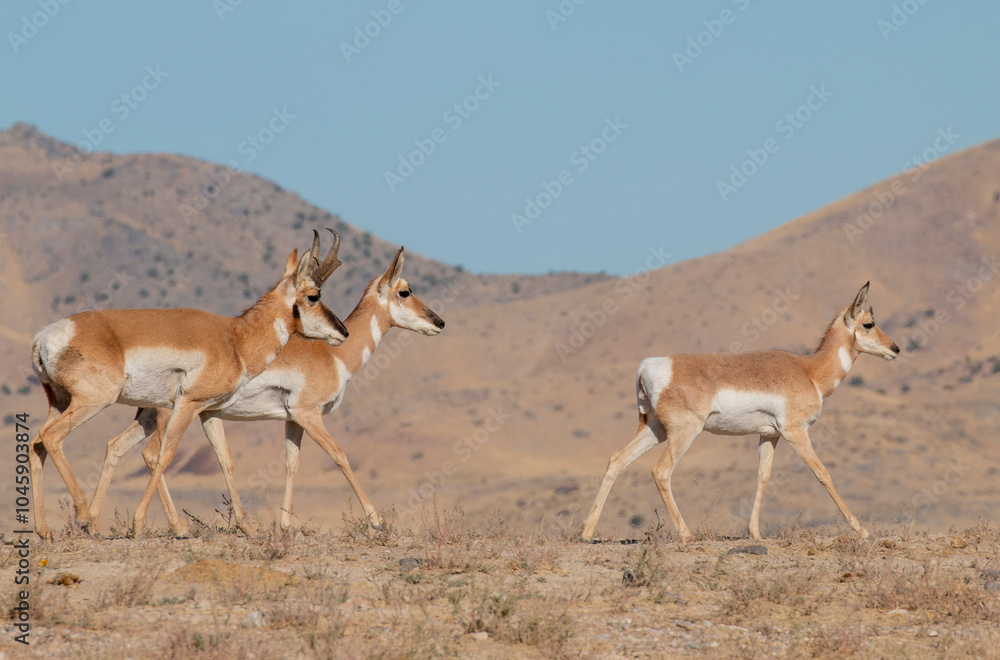 Pronghorn Antelope During the Rut in Autumn in the Utah Desert Pronghorn Antelope During the Rut in Autumn in the Utah Desert