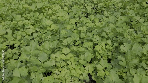 Coriander planting plot, Vegetables in the cultivation plot and the production process of plants for health