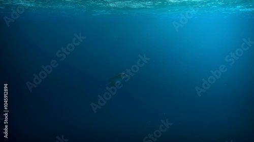 Giant deep sea squid swims underwater