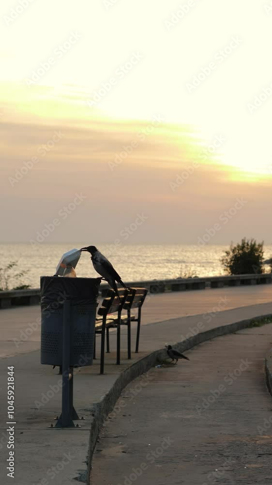 Vertical video of Gray crow picks up a plastic box with its beak Vertical video of Gray crow picks up a plastic box with its beak