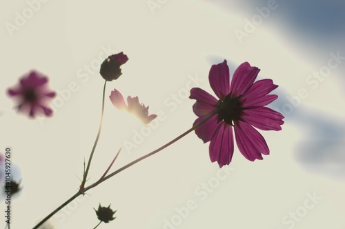 The image shows a close-up of delicate purple flowers, with one in full bloom standing out against a bright, softly-lit sky. The sunlight gently filters through the petals