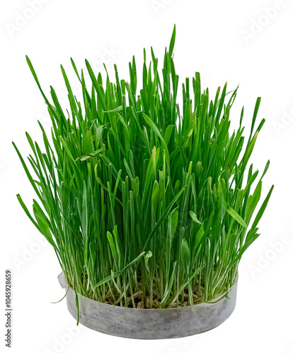Young Sprouts of Cat Wheat Grown at Home. Isolated On White Background